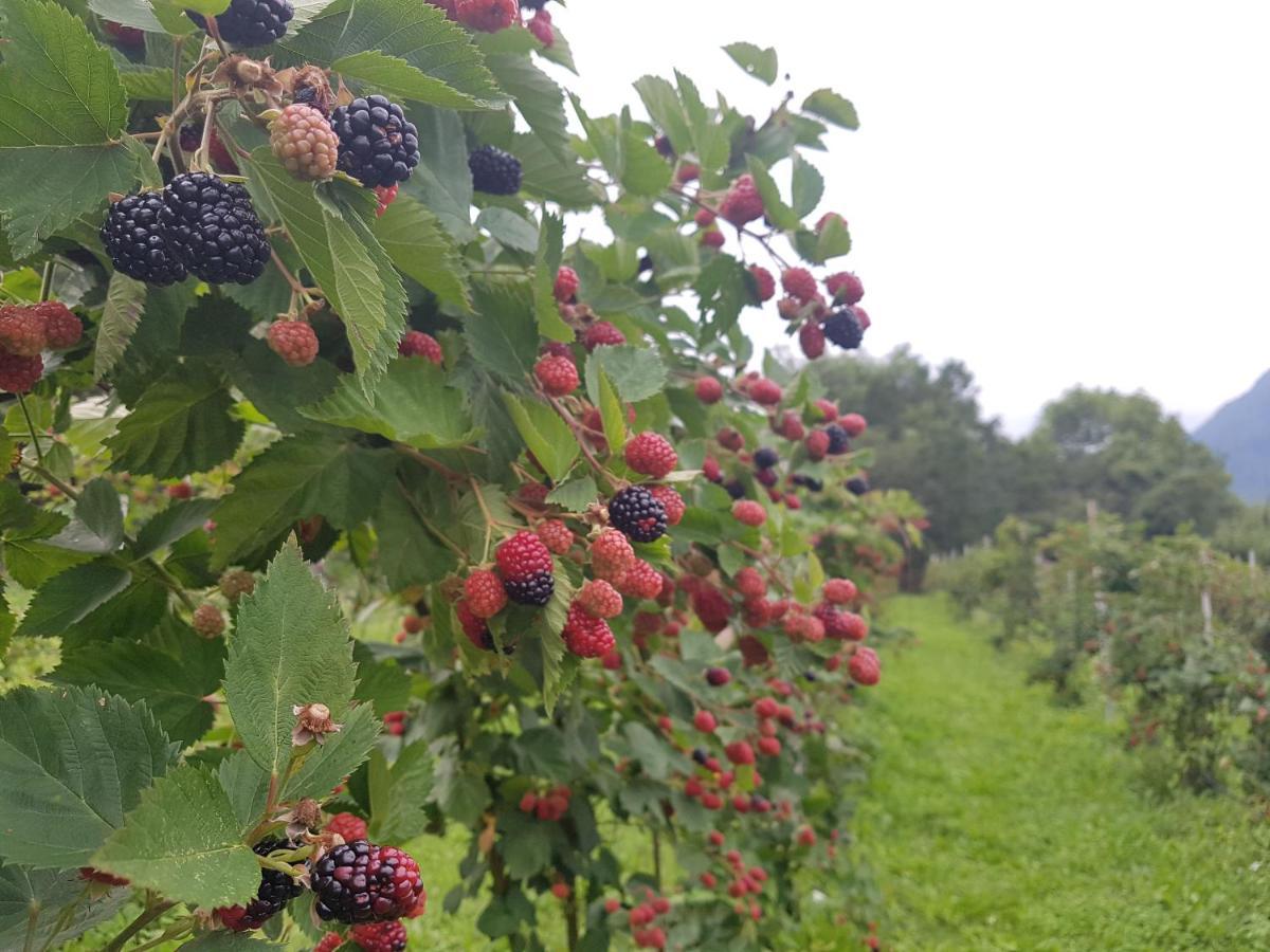 Agriturismo La Giasena Ponte nellʼAlpi Eksteriør bilde