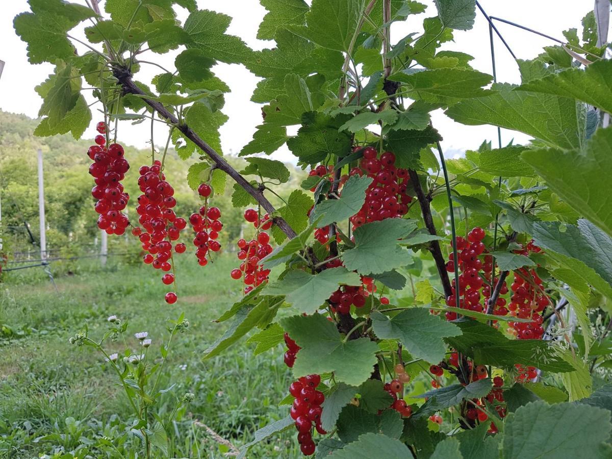 Agriturismo La Giasena Ponte nellʼAlpi Eksteriør bilde