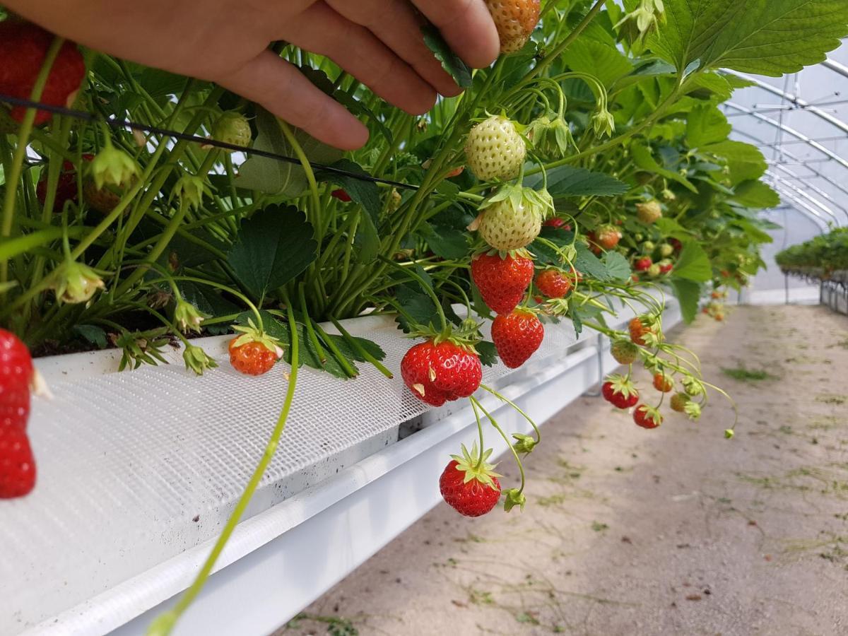 Agriturismo La Giasena Ponte nellʼAlpi Eksteriør bilde